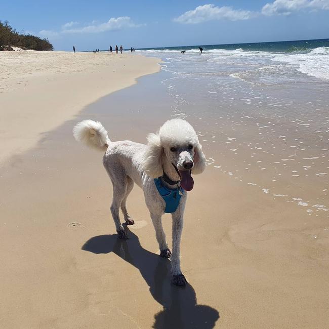 Biscuit survived being beaten and starved as a young dog but now she's living her best life with Fran Mac.