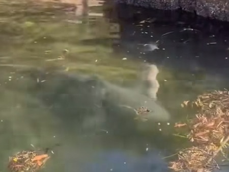 The shark was casually swimming around a dock. Picture: Shire Talk/Facebook.