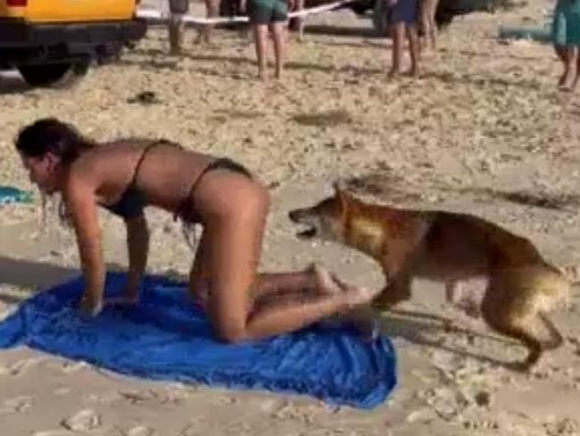 Tourist bitten in string of dingo attacks on K'gari (Fraser Island)(Supplied: Department of Environment and Science)