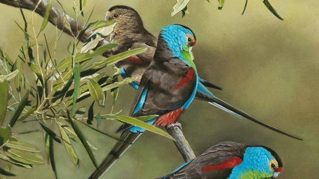 A paintings by Tony Pridham from his new book, Cyril’s Parrots: Cyril Jerrard and the Extinct Paradise Parrot.