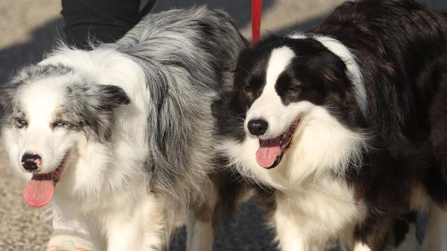 Dog owners warned of deadly disease