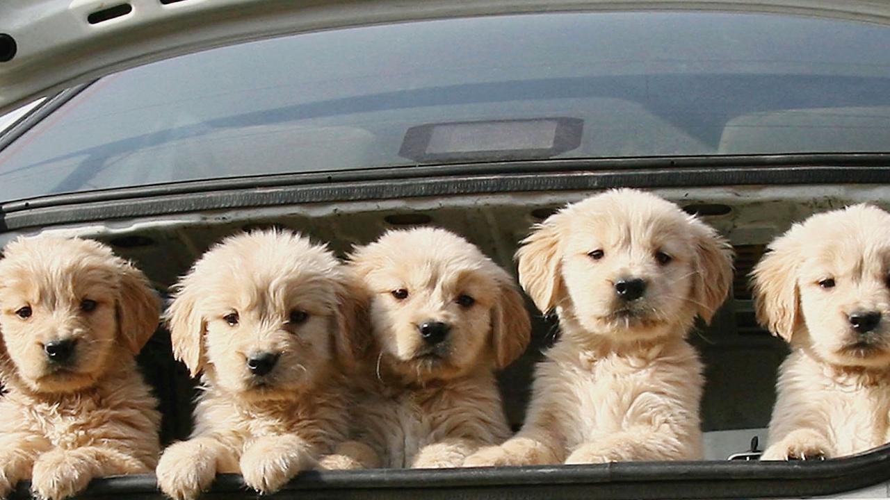 Puppies for sale as pets in Beijing. Picture: China Photos/Getty Images.