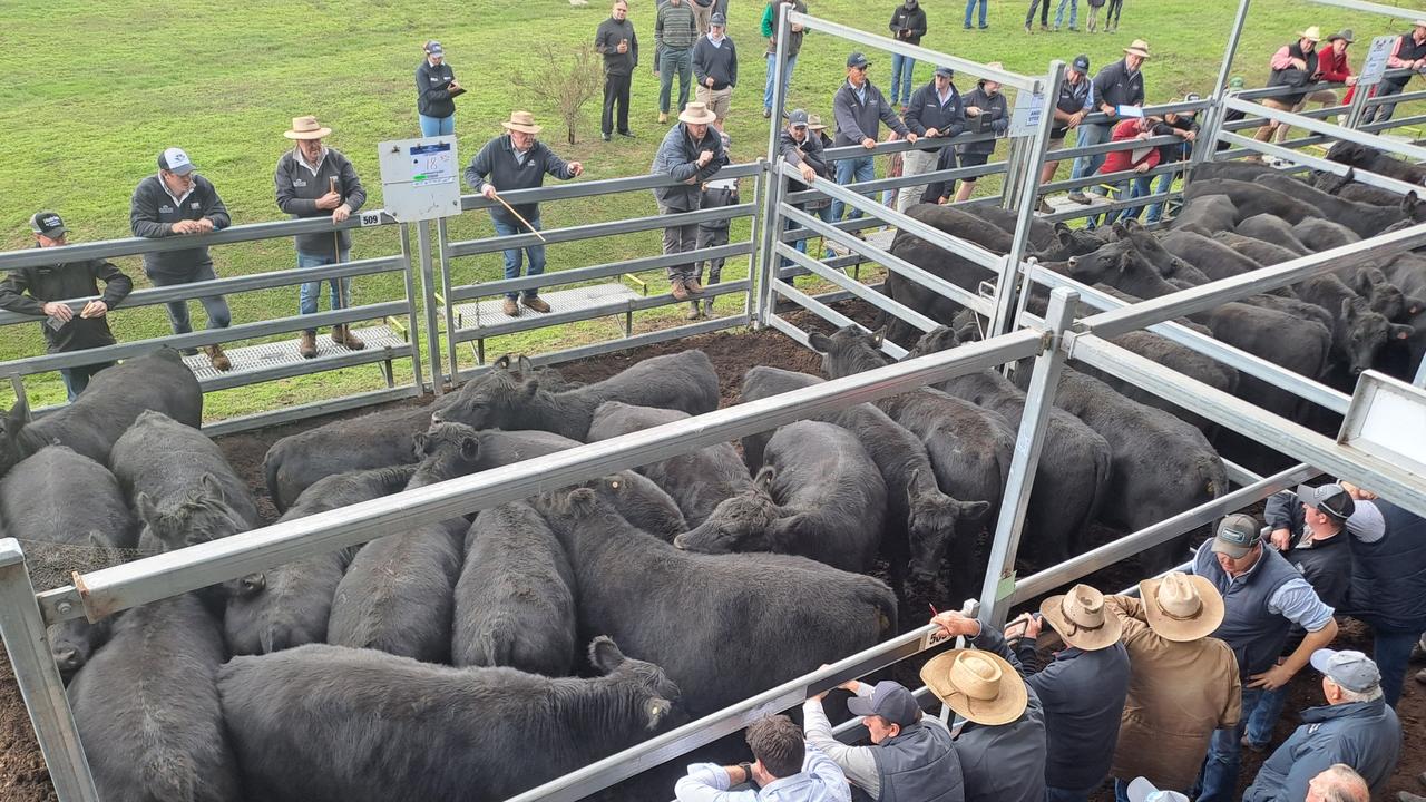 Feedlot competition at Ballarat where JBS Swift, Teys Australia and Thomas Foods International may all compete. Picture: Jenny Kelly