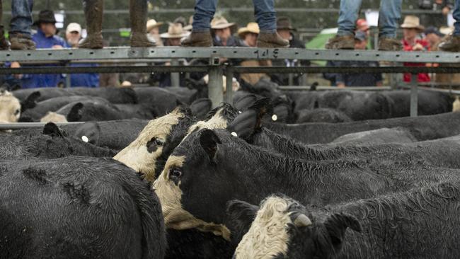 LIVESTOCK: OMEO CALF SALES 2022Omeo calf sale. Omeo saleyards.PICTURED: Omeo sale. Generic cattle sale. Angus cattle. PICTURE: ZOE PHILLIPS