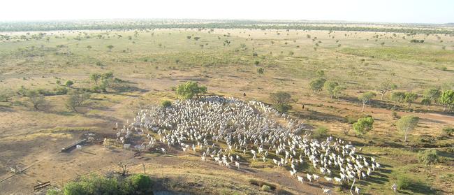 Historic holding: Mustering at Western Grazing’s Wave Hill Station.