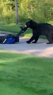 "I can't f***ing believe that!" Bear runs off with golf clubs