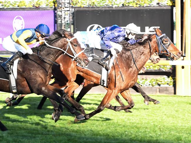 The Map ridden by Damian Lane wins the Lexus Andrew Ramsden at Flemington Racecourse on May 18, 2024 in Flemington, Australia. (Photo by Brett Holburt/Racing Photos via Getty Images)