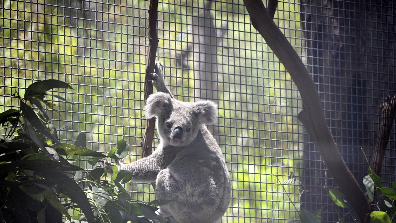 The clearing of koala habitat could not be fully avoided in development of the Lotus Creek Wind Farm.