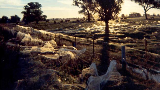 Australian town covered in massive spider webs, freaky video goes viral -  Watch, viral News