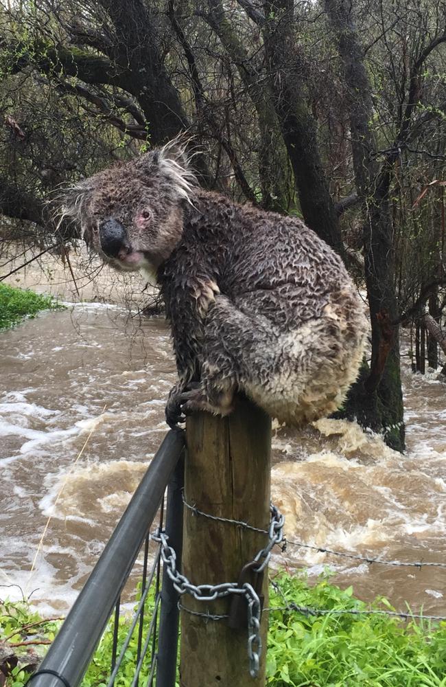 The soaked koala photographed in the Adelaide Hills has become an international celebrity overnight. Picture: Russell Latter