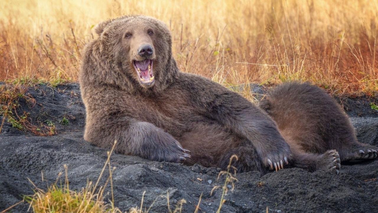 This huge bear was captured relaxing in a pit of dirt. Picture: Comedy Wildlife Awards