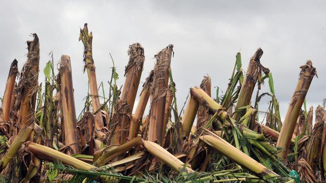 Ten anniversary of Cyclone Yasi. Destroyed banana crop at Mission Beach. Picture: Evan Morgan