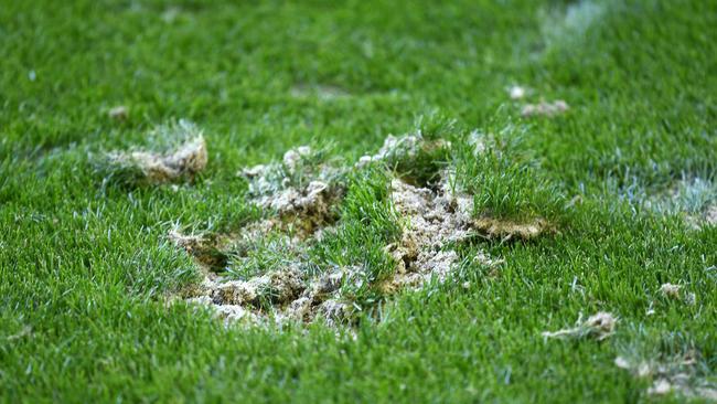 MELBOURNE, AUSTRALIA - MARCH 24: A close up of the surface at Marvel Stadium during the round one AFL match between the St Kilda Saints and the Gold Coast Suns at Marvel Stadium on March 24, 2019 in Melbourne, Australia. (Photo by Quinn Rooney/Getty Images)