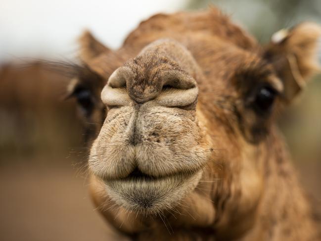 Milking herd: Summer Land camels.