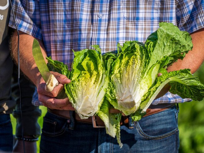 Finally, a price drop is expected for lettuce and other vegetables. Picture: iStock