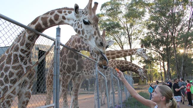 Zoofari at Taronga Western Plains Zoo, Dubbo | escape.com.au