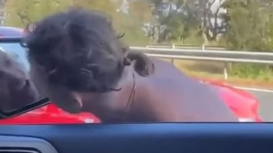 The man headbutted the side mirror. Picture: 9NEWS