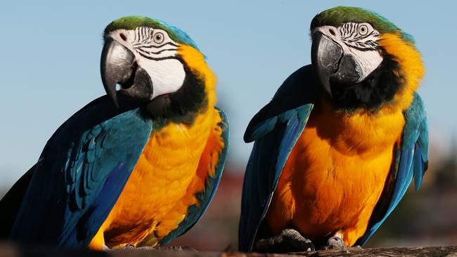 The birds, Mango and Crush, fly down to Bronte beach and have photos with people on the beach before flying back home. Picture: Toby Zerna