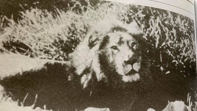 Lions on the lose at the Jetty in 1953.