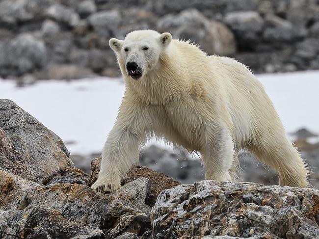 North Pole. Polar bear. Magnificent images show how two teachers with a love for the arctic are teaching children about saving them from melting away. Pictures: courtesy of Graeme Myburgh and Richard Mills