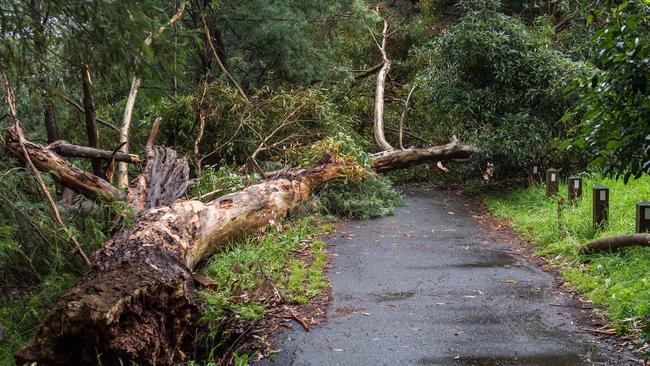 A massive tree fell on the couple this morning. Picture: Jake Nowakowski