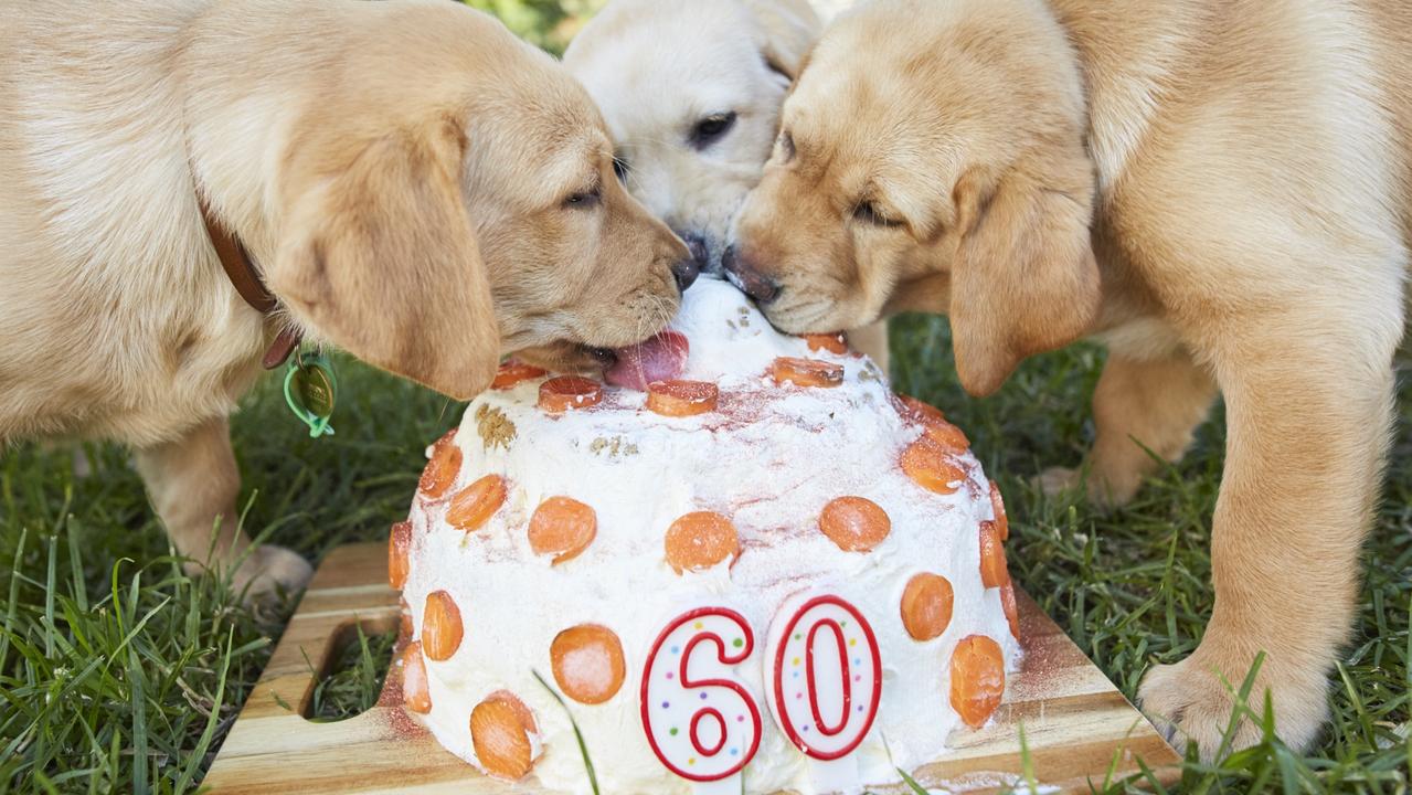 Some of the puppies celebrate Guide Dogs Victoria turning 60. Picture: supplied