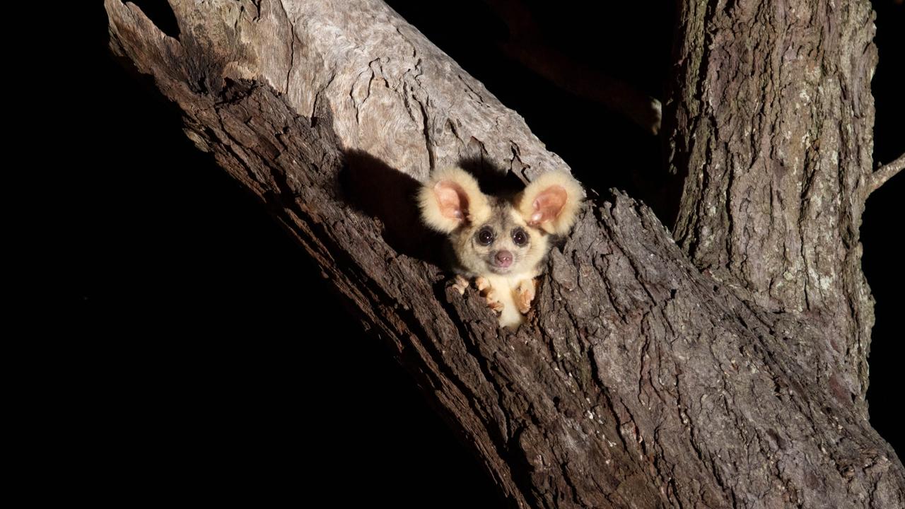Greater glider in forest south of Brisbane, Qld. Picture: Josh Bowell/WWF