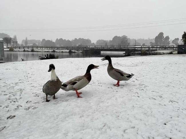 Lovely weather for ducks: Waratah blanketed in snow on September 14 2024. Picture: Judi Hunter