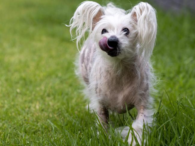 Spanky may be a little funny looking but she’s full of love. Picture: Kelly Barnes