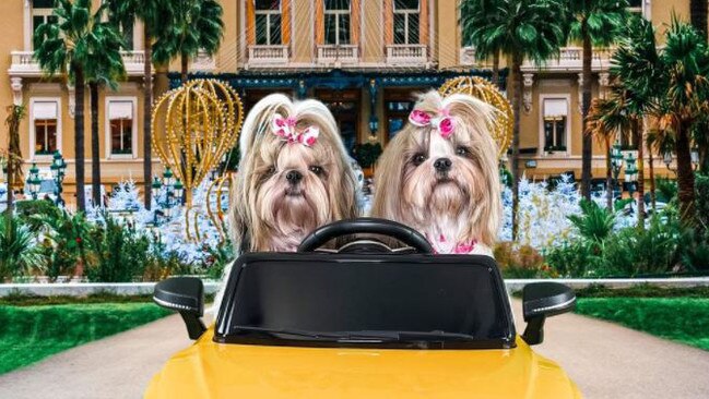 Indi and Maggie the Shih tzus are Insta stars. Picture: Instagram