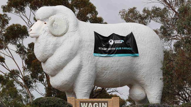 The famous Giant Ram outside the town of Wagin in Western Australia's wheatbelt has been draped with a Keep the Sheep banner in protest against the Albanese government's live export ban. Picture: Charlie Peel