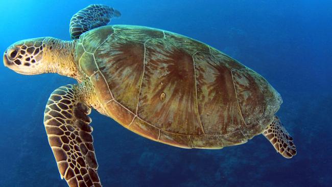 TCP News: 101 Animals of the Great Barrier Reef by Dr Martin Cohen and Julia Cooper - Green turtle swimming, great barrier reef, cairns, queensland, australia pacific loggerhead 101 / Animals / Barrier / Reef