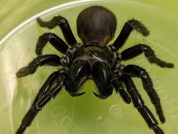 Glenn King, won a prestigious Prime Minister's Award worth $250,000 for his research into molecules in venom from Funnel web spiders native to Fraser Island - Photo Supplied