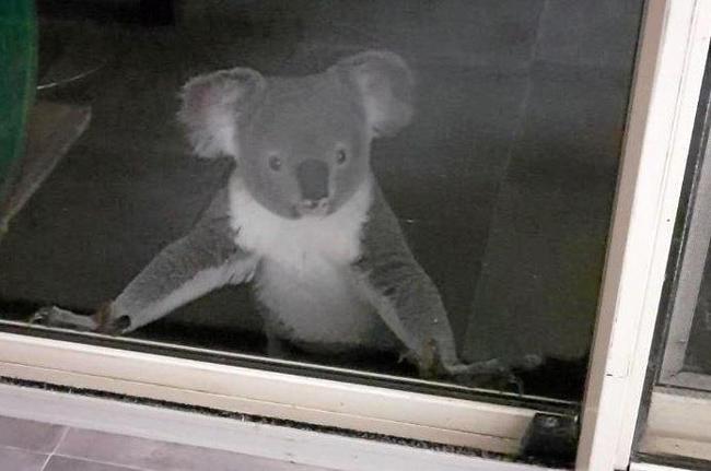 When the occupants of the Benian Road home came out to see what was scratching on their glass sliding door at 2am, this is the sight that greeted them.