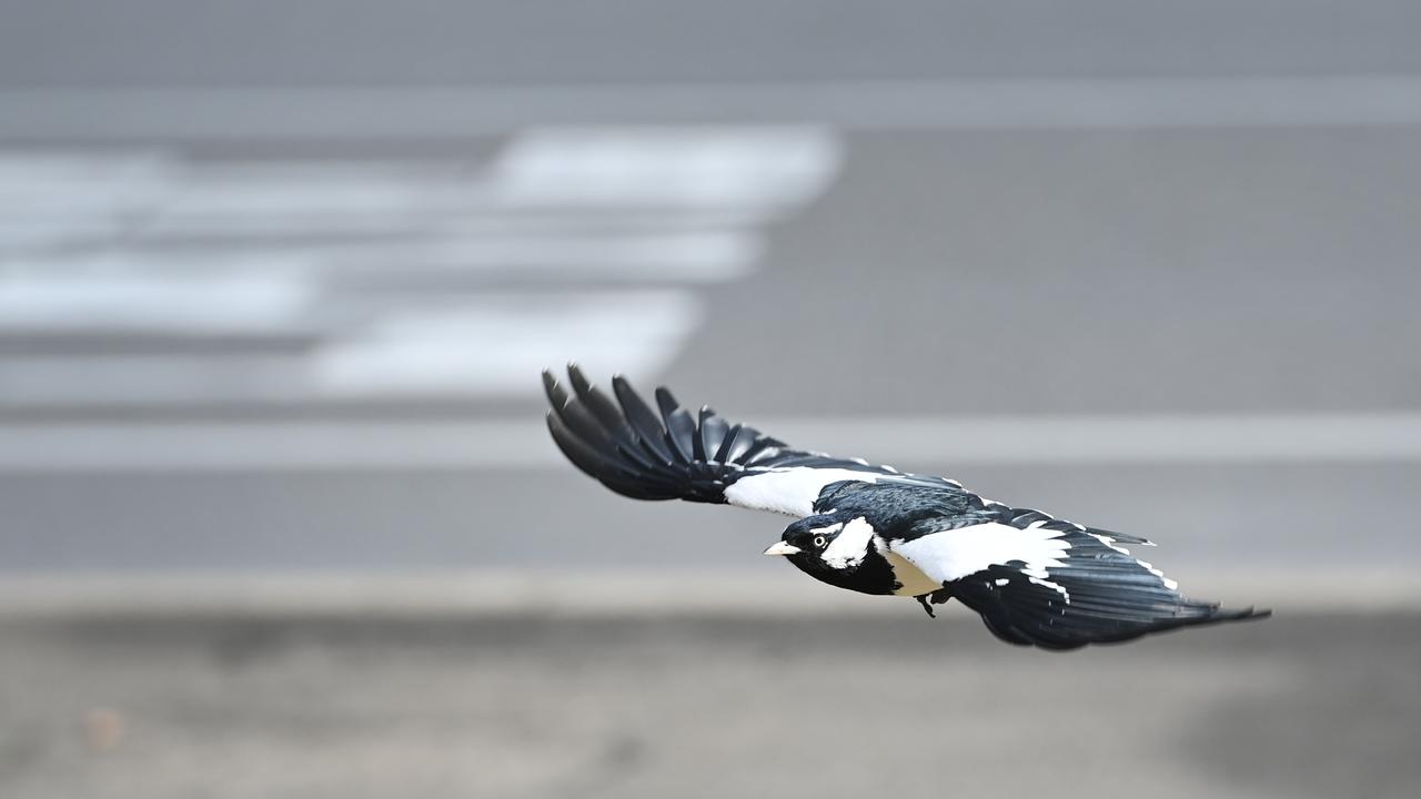 16/6/22. Warning signs have been erected near the State Administration building on 200 Victoria Square for a swooping Magpie-lark. Picture: Keryn Stevens