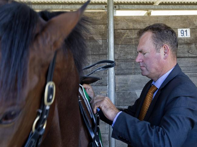 Trainer  Rodney Northam saddles up his horse during Scone  Races located in the Upper Hunter Region of NSW.  Pic Jenny Evans