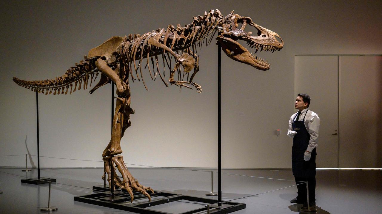 Gorgosaurus dinosaur for sale | KidsNews