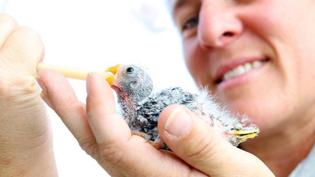 The Orange Bellied Parrot is one of the most endangered bird species in Australia. Picture: Matt Thomson