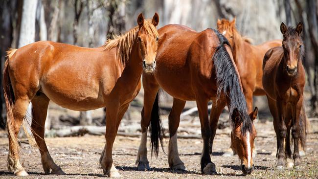 A decision will be made on the culling of the wild horses this week. Picture: Mark Stewart