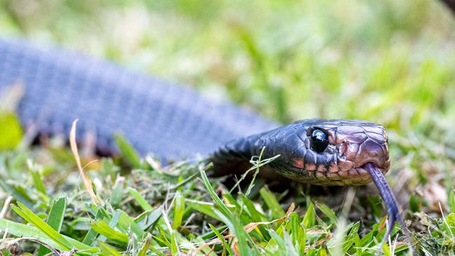 Snakes like to hide under-logs and other items that may be left in the backyard. Troy recommends to keep you grass cut low and to look under objects before picking them up. Picture Thomas Lisson