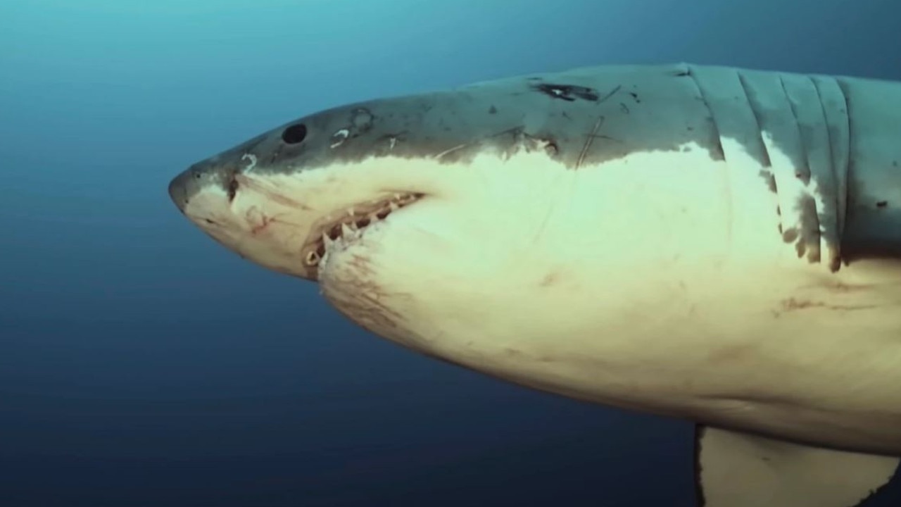 Deep Blue: Giant great white shark may have been spotted near Hawaii