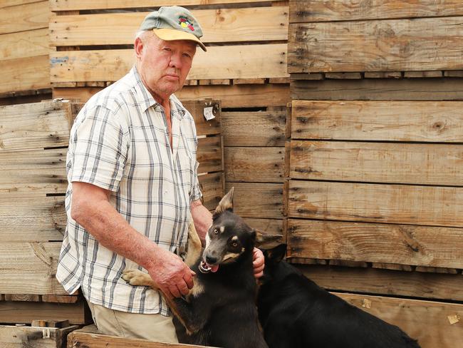 Batlow apple and cattle farmer Malcolm Skein with his work dogs at son’s property just outside Tumut. Picture Rohan Kelly