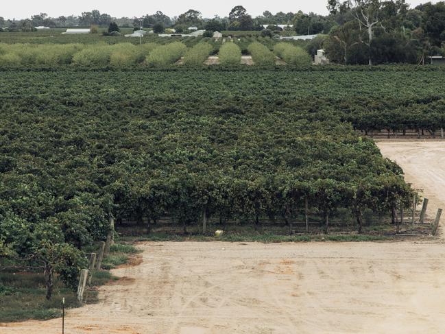 Mallee Estate, Riverland South Australia. A bulk wine production district, Riverland is also building its appeal as a wine tourism destination. Photo: Wine Australia.