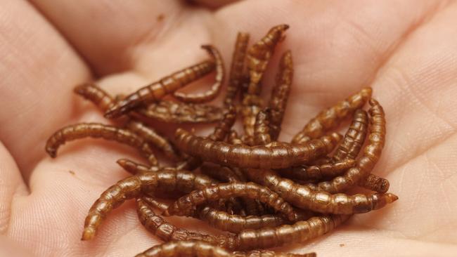 Roasted mealworms from the ‘hive’.