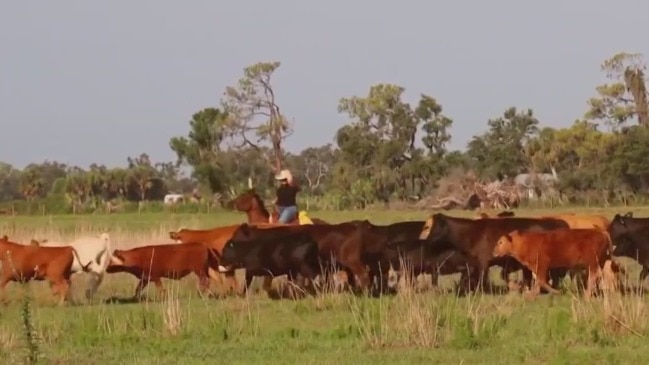 Rancher weighs in on old Florida