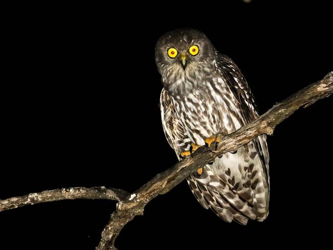 The barking owl. Photo by Peter Knock.