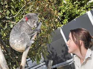 Wildlife carer Kiara Hill with Poppy the Koala. Picture: Nev Madsen