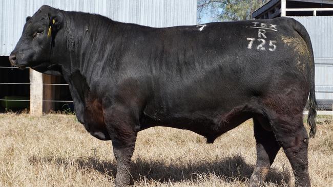 Top Angus bull Texas Iceman R725, sold by Ben and Wendy Mayne's Texas Angus stud at Warialda, NSW, yesterday, for $225,000. Picture: Supplied