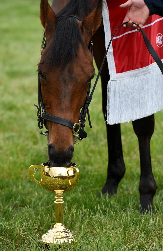 Can he win another? Melbourne Cup champion Almandin eats grass out of his biggest prize at Macedon Lodge last November.