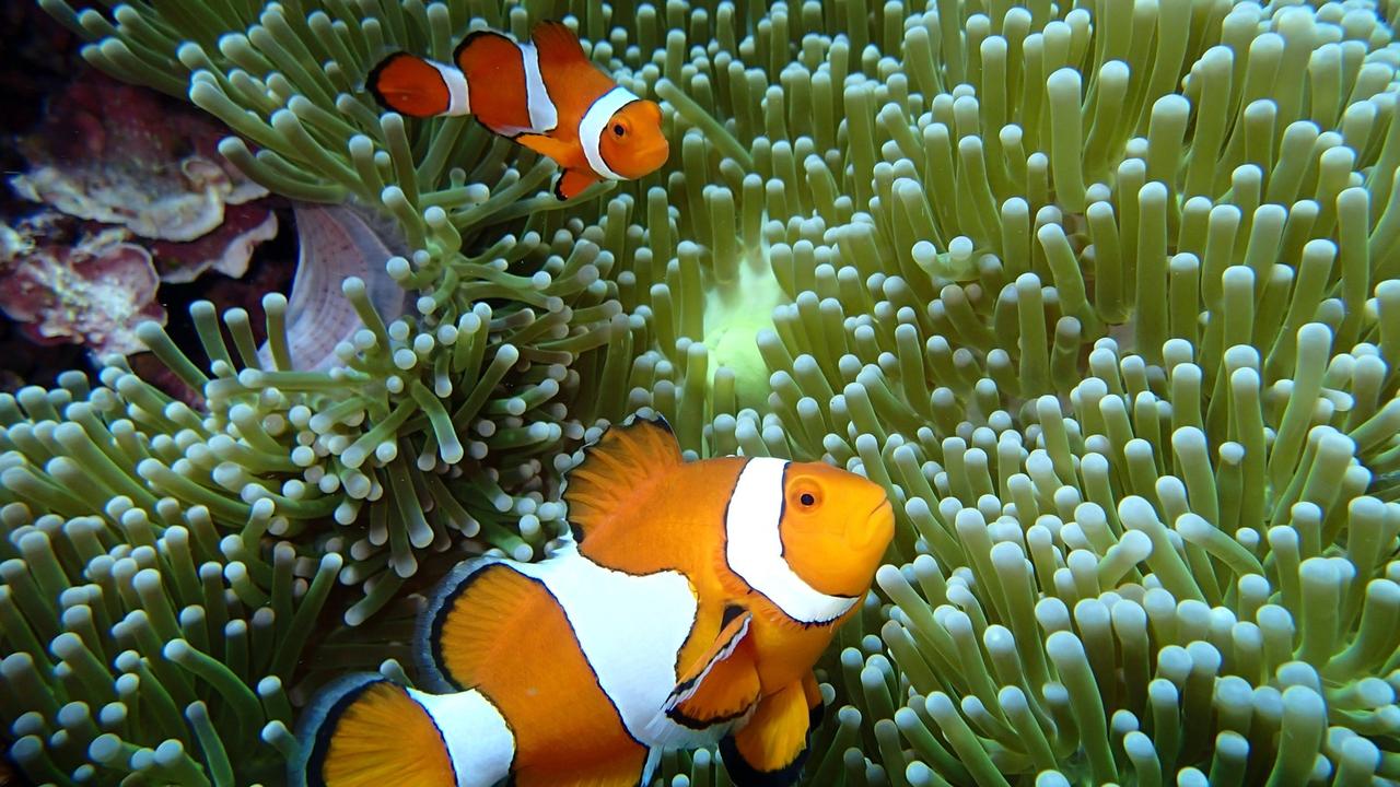 300 Million For Research Projects To Help Save Australia S Great Barrier Reef Kidsnews